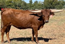 JR Cinnamon Anne