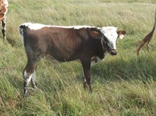 CALF 1110 BULL