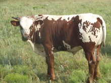 CALF 1234 BULL