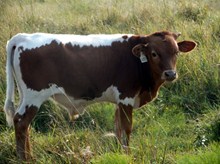 CALF 1251 BULL