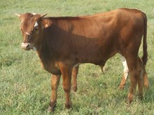 CALF 1268 BULL