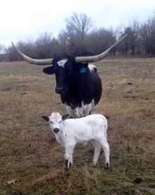 Calf 129 Bull