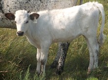 EOT Nitejewell heifer 373 2015