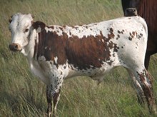 CALF 972 BULL