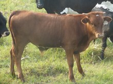 CALF 809 BULL