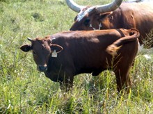 EOT Outback Catchit heifer 877 2015