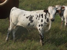 CALF 966 BULL