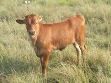 IPR Magique Diamond heifer 991 2015