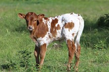 Abby's Heifer