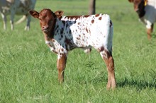 Ringtail Tudor bull
