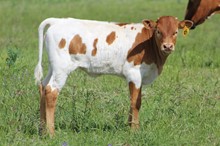 Tink's Heifer