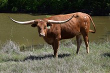 Brazos Ceara 83/22