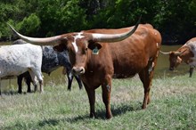 Brazos Cori 86/22
