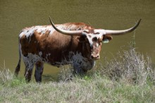 Brazos Kya 109/22
