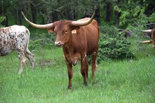 Brazos Sissie Vixen 9/23