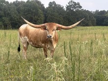 Brazos Darling 73/22
