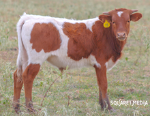 SCARLET BULL