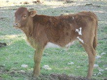 RJF MAX'S MAGIC EOT 045 BULL CALF TAG 85