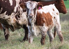 2016 Outback Honey Heifer