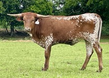 r3 Bandita's Royal Icon