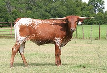 r3 Bandita's Royal Icon