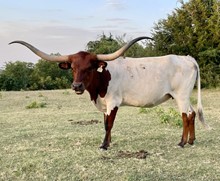 r3 Charro's Margo