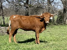 r3 Frosty's Irish Miss