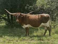 r3 Grandizm's Bandita
