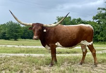 r3 Grandizm's Margo