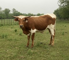 r3 Grandizm's Pepper