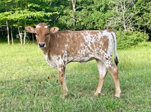 r3 Margo's Senorita