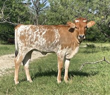r3 Margo's Senorita