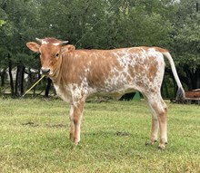r3 Margo's Senorita