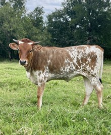 r3 Margo's Senorita