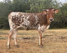 r3 Margo's Senorita