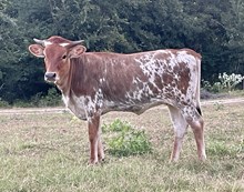 r3 Margo's Senorita