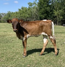 r3 Right's Duchess