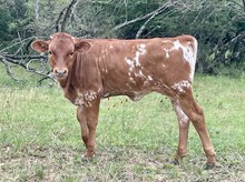 r3 Rose's Texas Treasure 
