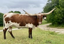 r3 Safari's Margo