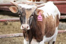 2018 Texas Maybelline Bull